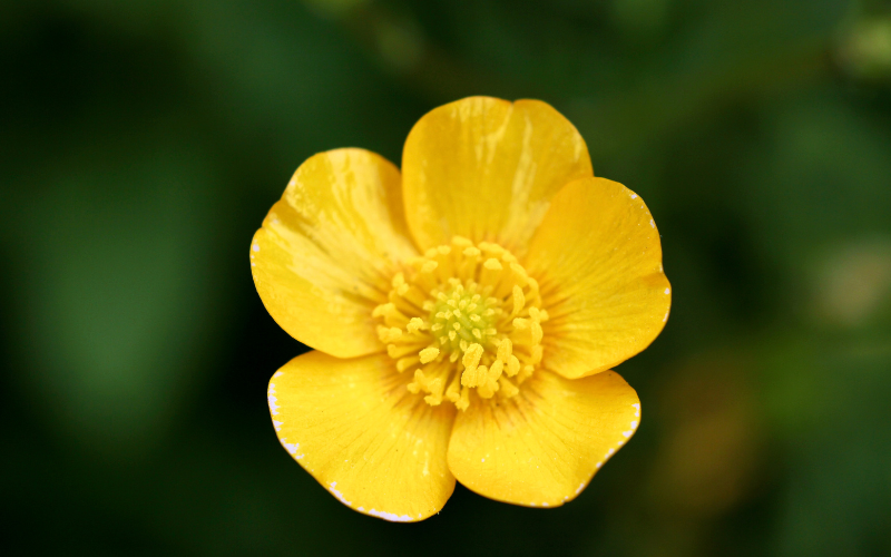 Buttercup Flower -  Flowers Name Starting with B