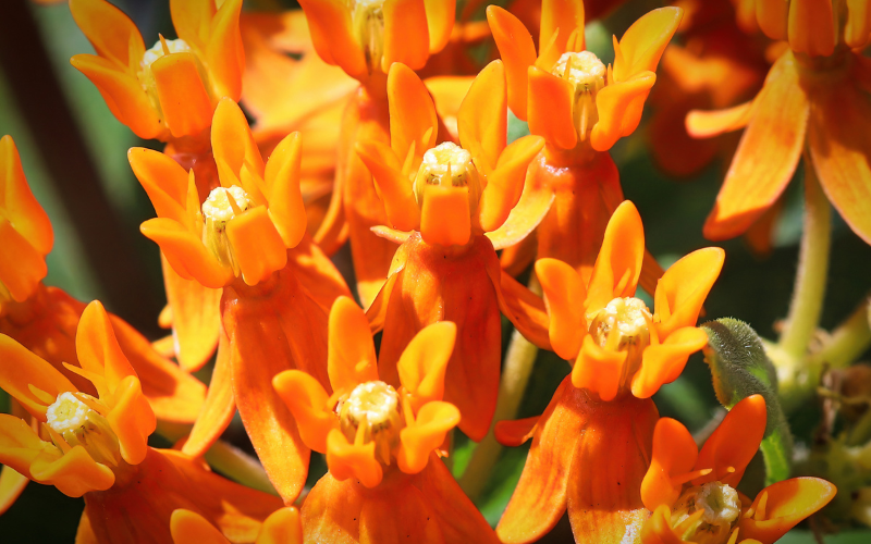 Butterfly Weed Flower - Flowers Name Starting with B