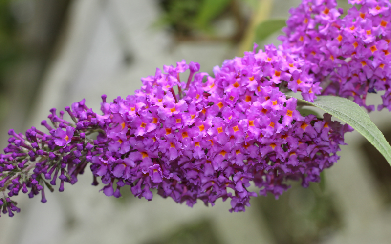 Butterfly Bush  Flower - Flowers Name Starting with B