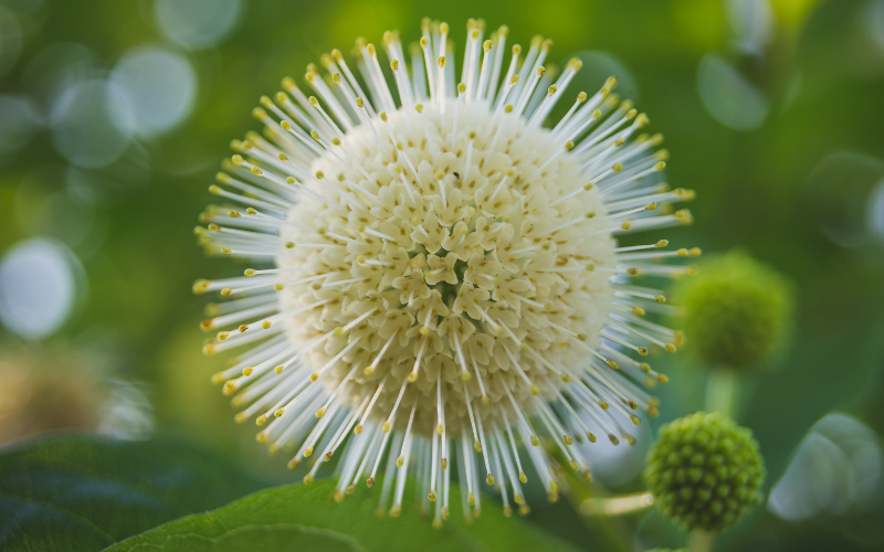 Buttonbush Flower - Flowers Name Starting with B