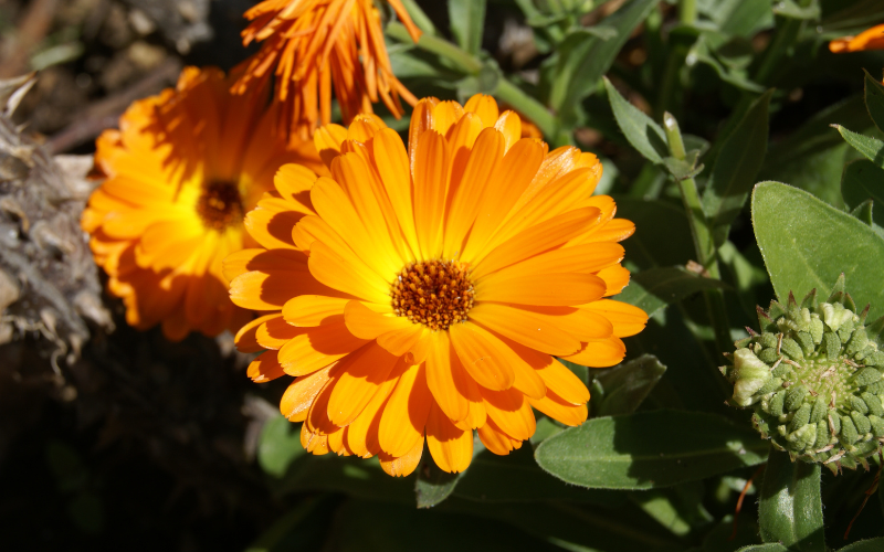 Calendula Officinalis Flower - Flowers Names Starting with C