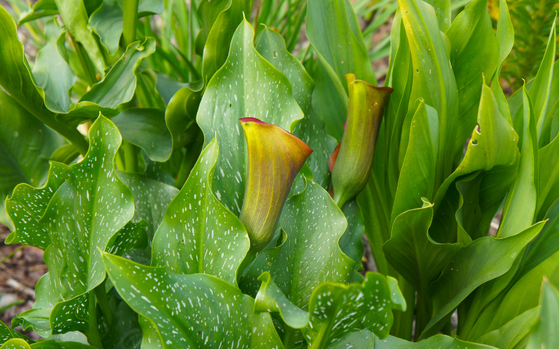 Calla Lily Flower - Green Flowers Name