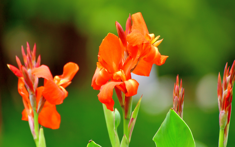 Canna Lily Flower - Orange Flowers Name