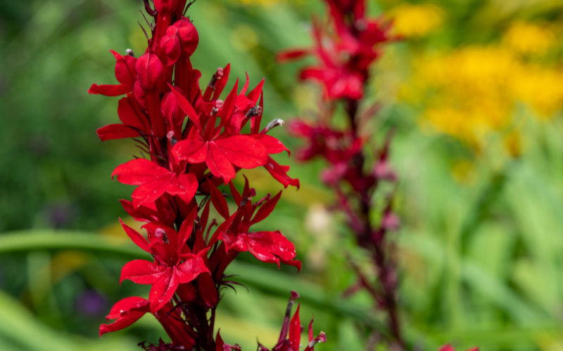 Cardinal  Flower - Flowers Names Starting with C
