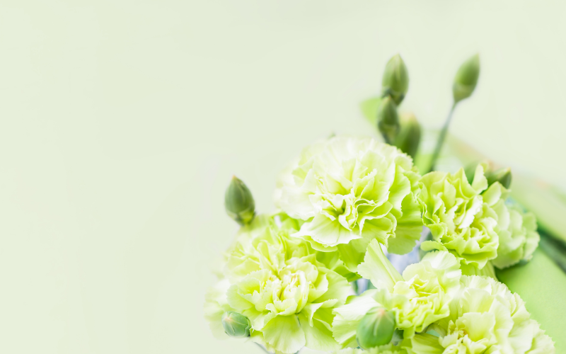 Carnation Flower - Green Flowers Name