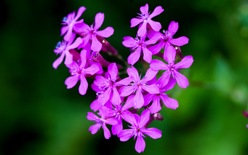 Catchfly Flower - Pink Flowers Name 