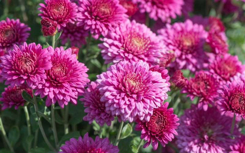 Chrysanthemum Flower - Flowers Name In Chinese and English