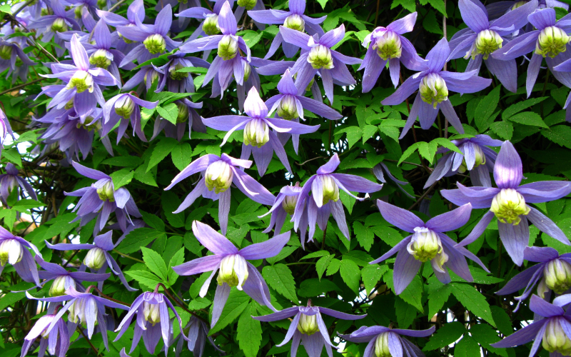 Clematis flower - Blue Flowers Name
