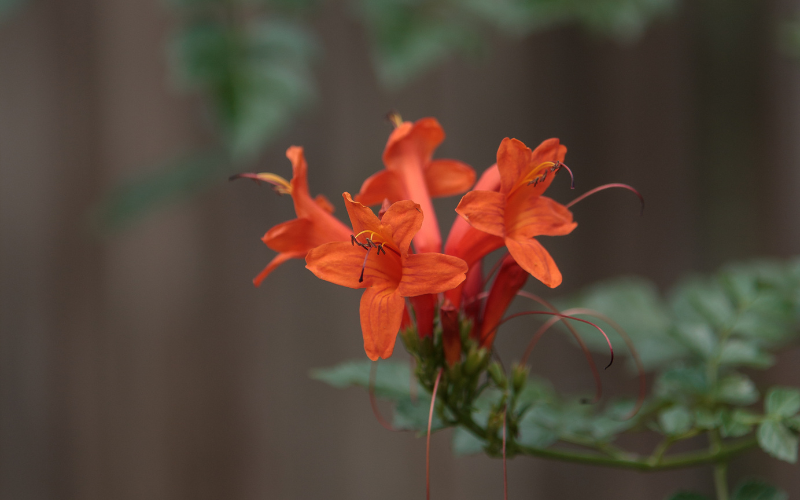Climbing Penstemon Flower - Orange Flowers Name