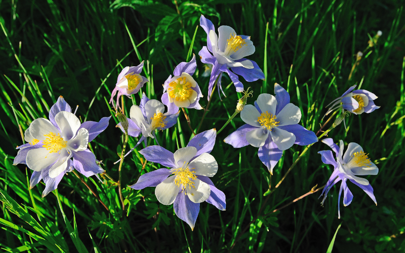 Columbine - Blue Flowers Name