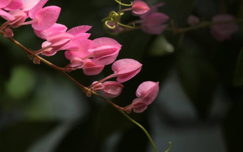 Coral Vine Flower - Pink Flowers Name