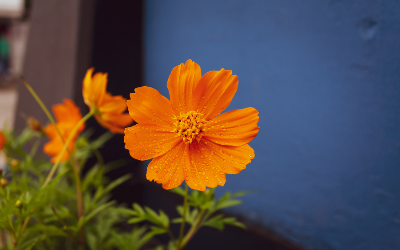Cosmos Flower - Orange Flowers Name