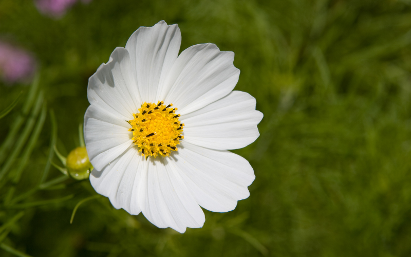 Cosmos Flower - White Flowers Name