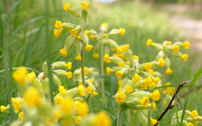 Cowslip Flower - Flowers Name Starting with C