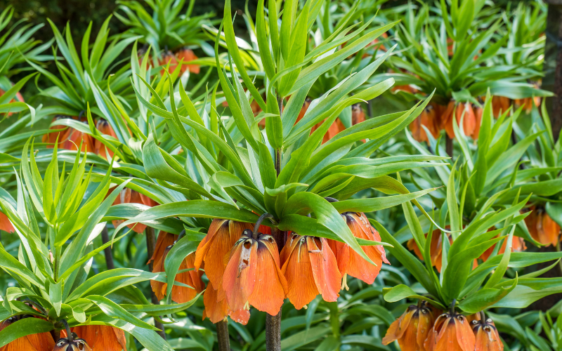 Crown Imperial Flower - Orange Flowers Name