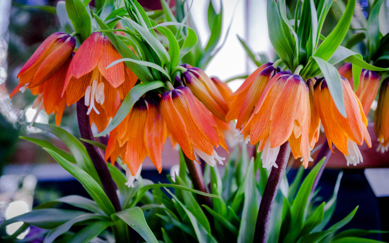 Crown Imperial Flower - Flowers Names Starting with C