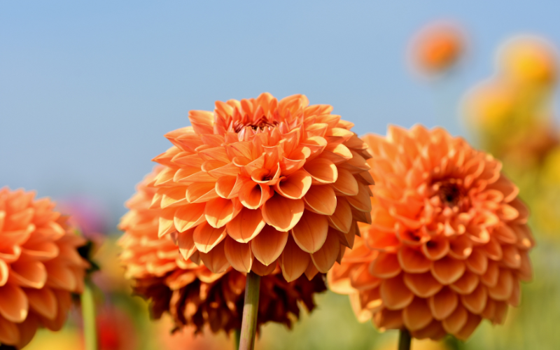 Dahlia Flower - Orange Flowers Name