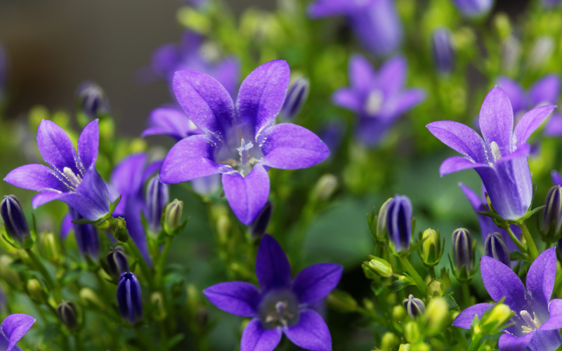 Dalmatian Bellflower - Flowers Names Starting with D
