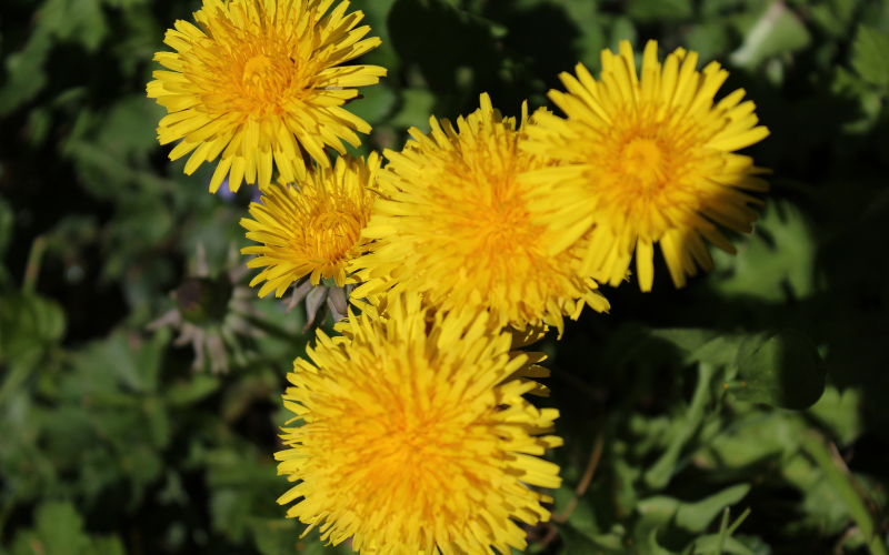Dandelion Flower - Flowers Names Starting with D 