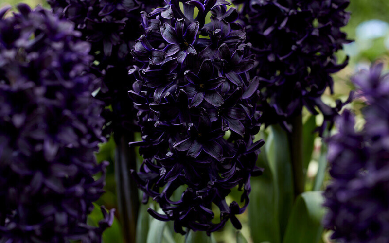 Dark Dimension Hyacinth Flower - Black Flowers Name