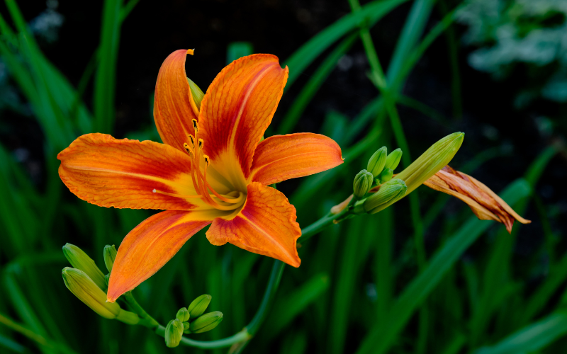Daylily Hemerocallis Flower - Orange Flowers Name