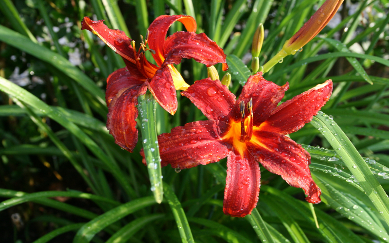 Daylily  Flower - Flowers Names Starting with D