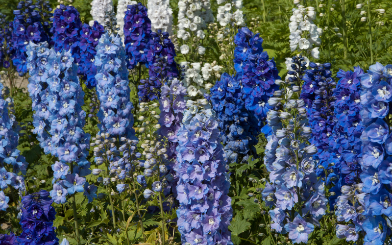 Delphinium -Flowers Names Starting with D