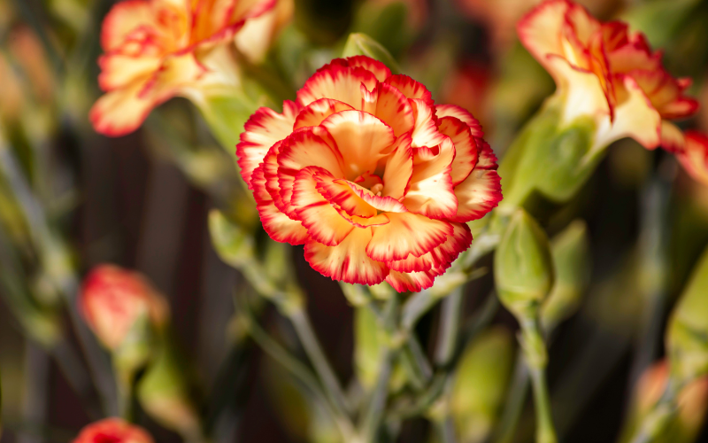 Dianthus caryophyllus flower - Orange Flowers Name