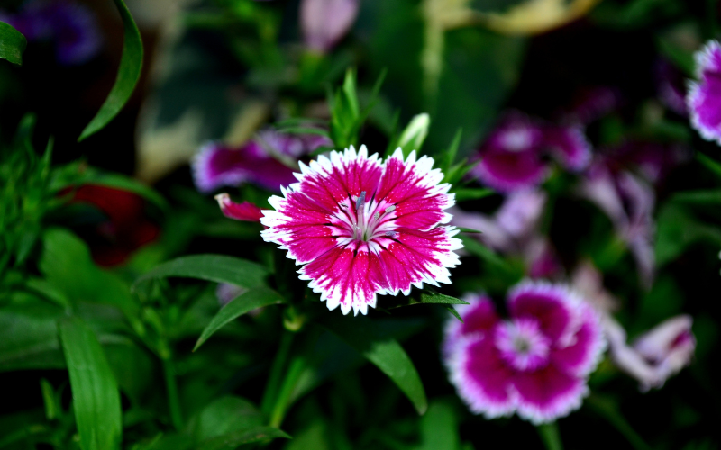 Dianthus Flower- Pink Flowers Name