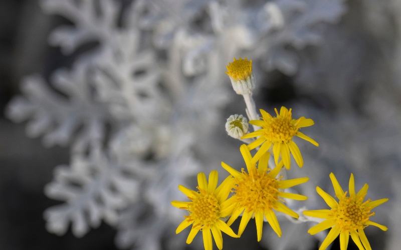 Dusty Miller Flower - Flowers Name Starting with D