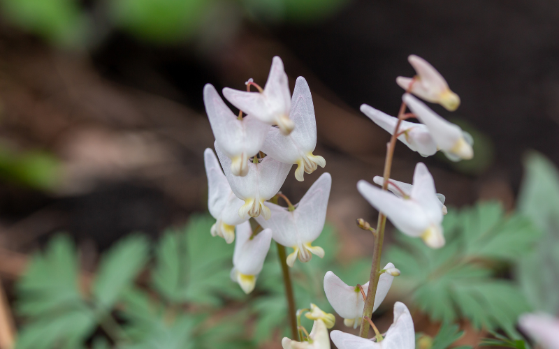 Dutchman’s Breeches Flower - Flowers Name Starting with D