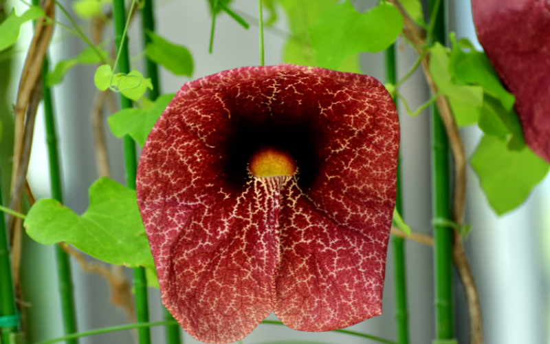 Dutchman’s Pipe Flower -  Flowers Name Starting with D