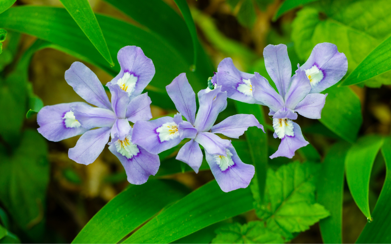 Dwarf Iris Flower - Flowers Name Starting with D