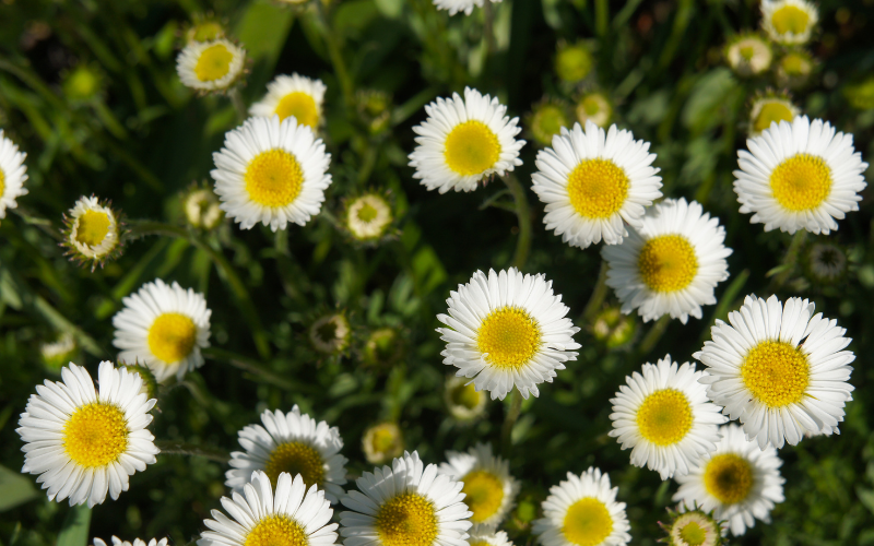 Dwarf Mountain Fleabane Flower - Flowers Name Starting with D