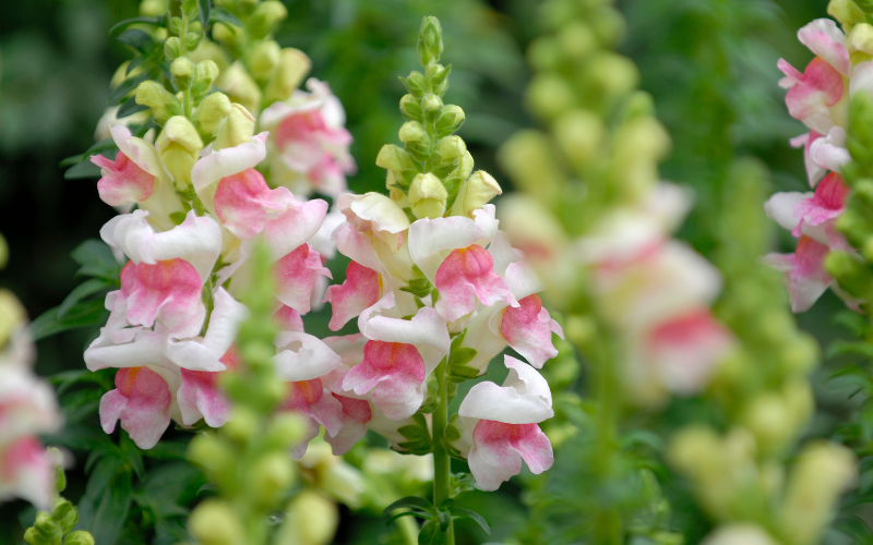 Dwarf Snapdragon Flower - Flowers Name Starting with D