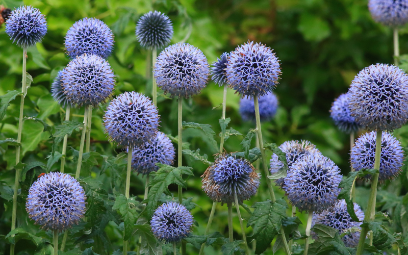 Echinops Flower - Flowers Names Starting with E