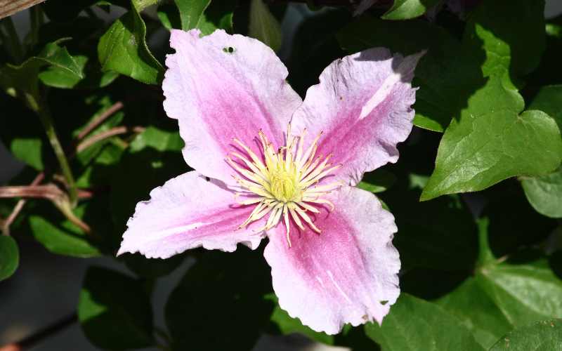 Evergreen Clematis Flower - Flowers Name Starting with E