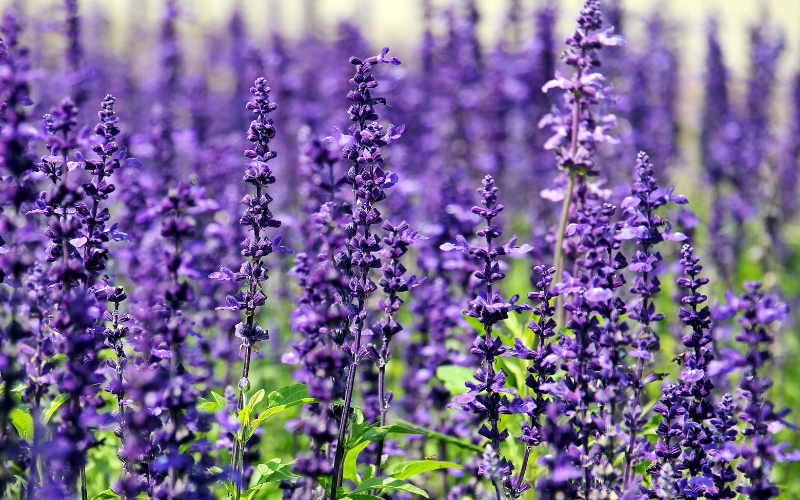 English Lavender Flower - Flowers Name Starting with E