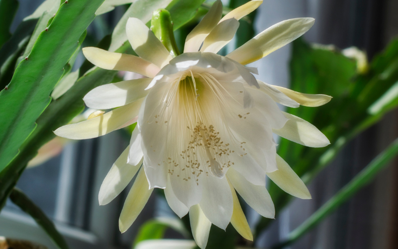 Epiphyllum Flower - Flowers Names Starting with E