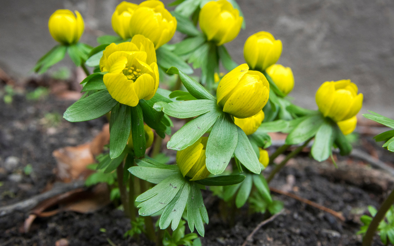 Eranthis Flower - Flowers Names Starting with E