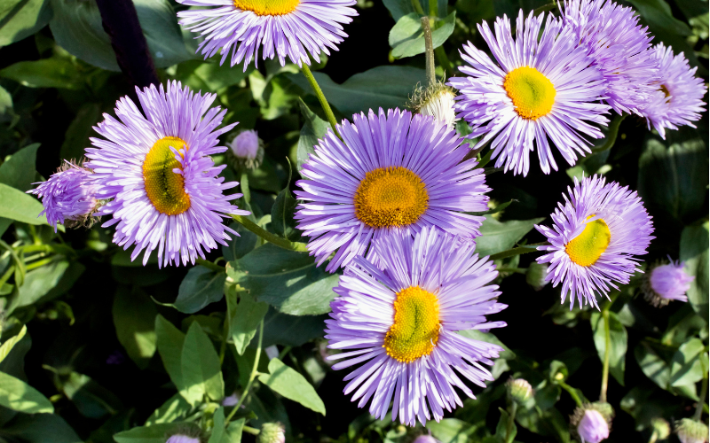 Erigeron Flower - Flowers Names Starting with E