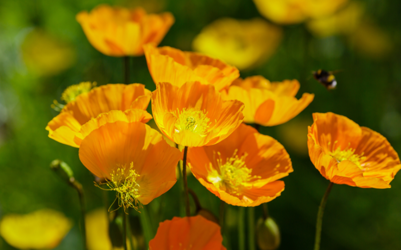 Eschscholzia Flower - Flowers Names Starting with E