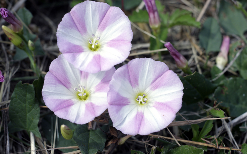 Field Bindweed Flower -  Flowers Name Starting with F