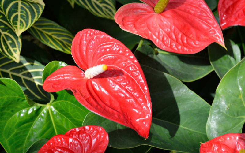 Flamingo Flower-  Flowers Name Starting with F