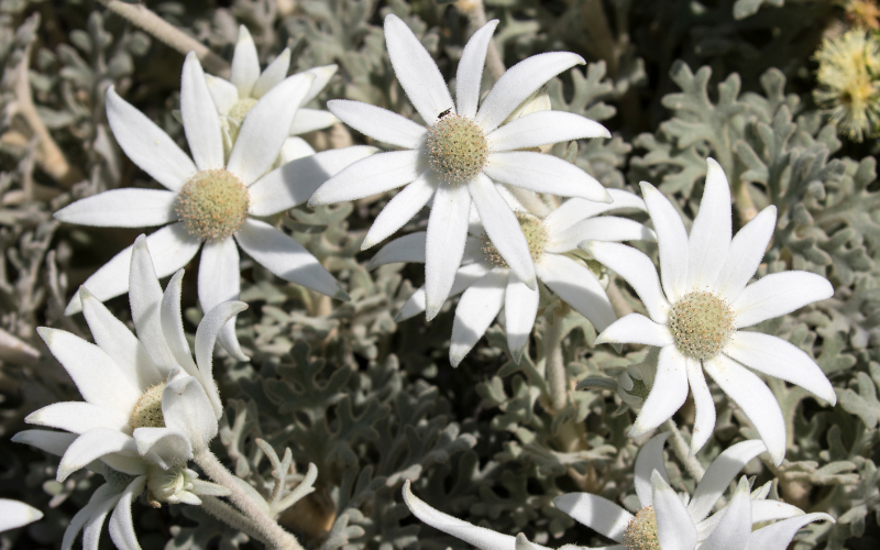 Flannel flower -  Flowers Name Starting with F