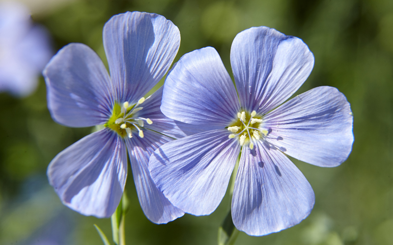 Flax flower -  Flowers Name Starting with F