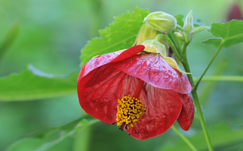Flowering Maple Flower -  Flowers Name Starting with F
