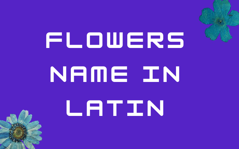 Flowers Name in Latin