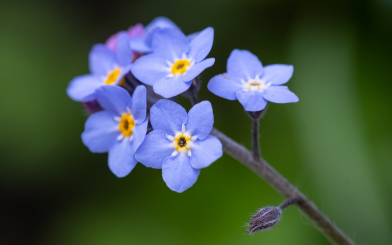 Forget Me Not Flower -  Flowers Name Starting with F