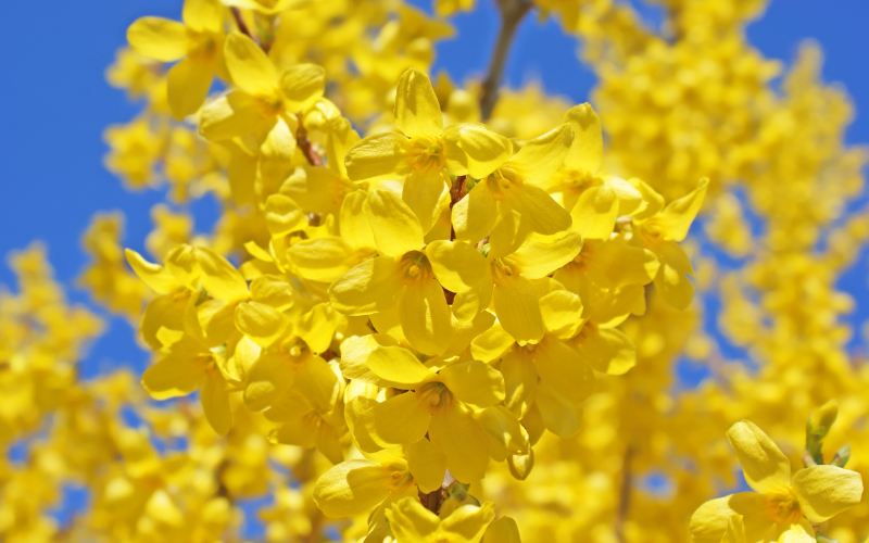 Forsythia Flower -   Flowers Name Starting with F